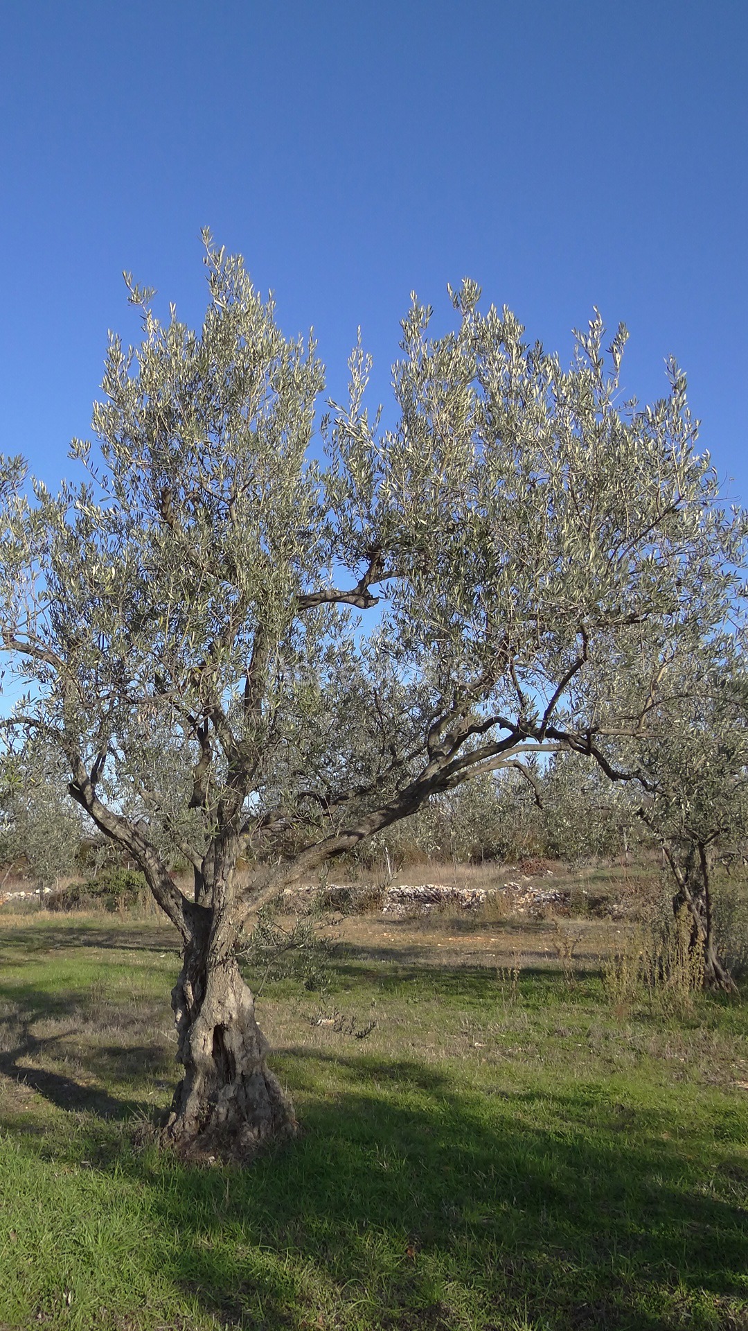 Maslinik, zemljište 2002m2 uz građevinsko područje, Peroj