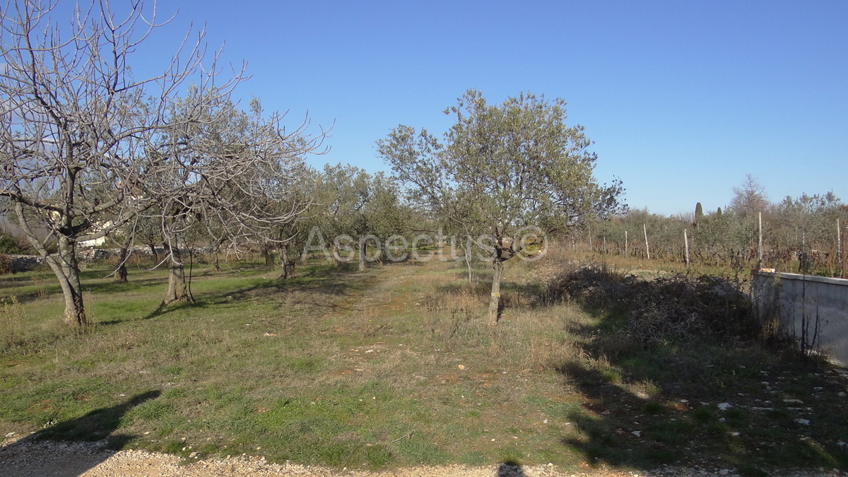 Maslinik, zemljište 2002m2 uz građevinsko područje, Peroj