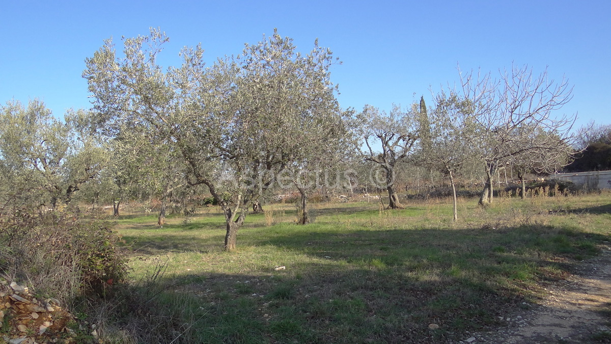 Maslinik, zemljište 2002m2 uz građevinsko područje, Peroj