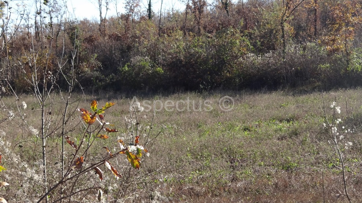 Vodnjan-Divšići poljoprivredno zemljište 50 000m2