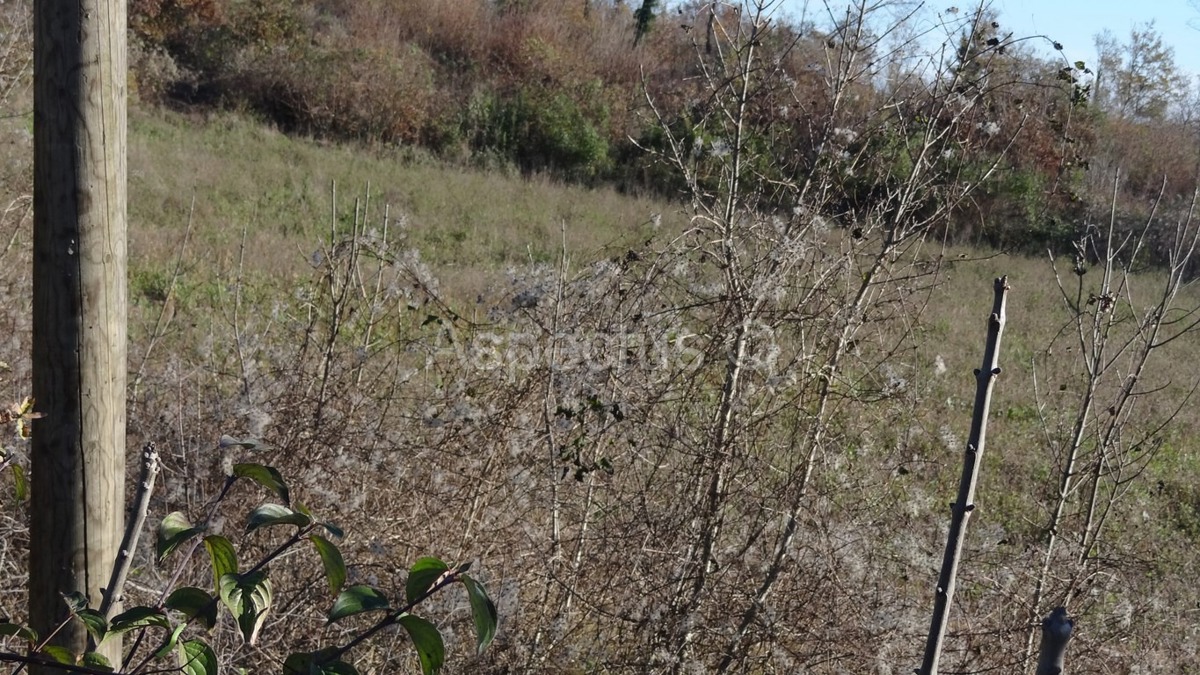 Vodnjan-Divšići poljoprivredno zemljište 50 000m2