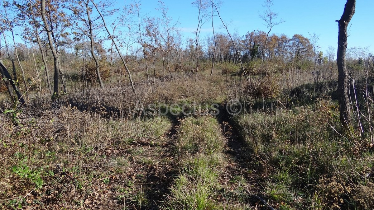 Vodnjan-Divšići poljoprivredno zemljište 50 000m2