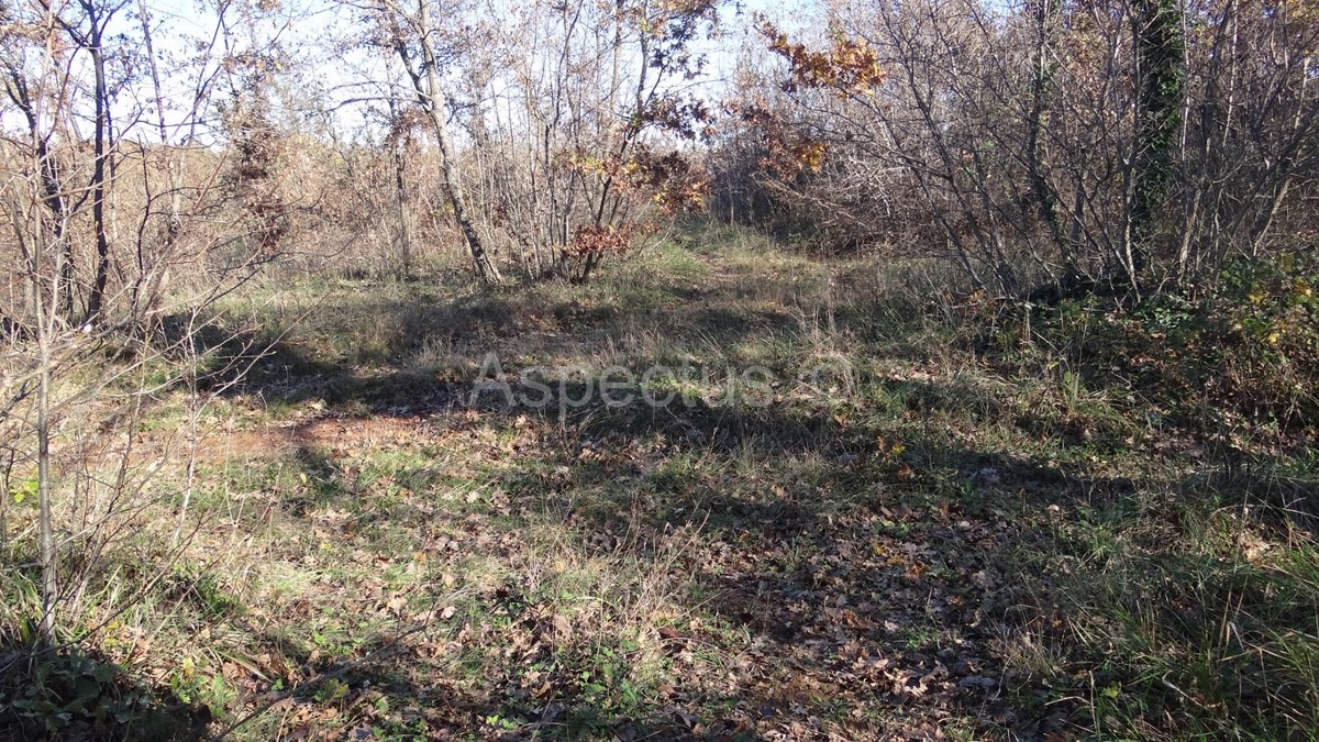 Vodnjan-Divšići poljoprivredno zemljište 50 000m2