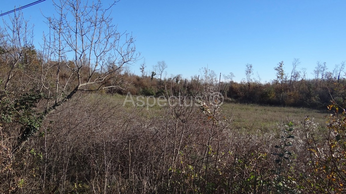 Vodnjan-Divšići poljoprivredno zemljište 50 000m2