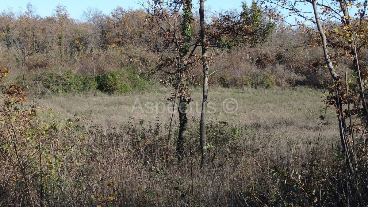 Vodnjan-Divšići poljoprivredno zemljište 50 000m2