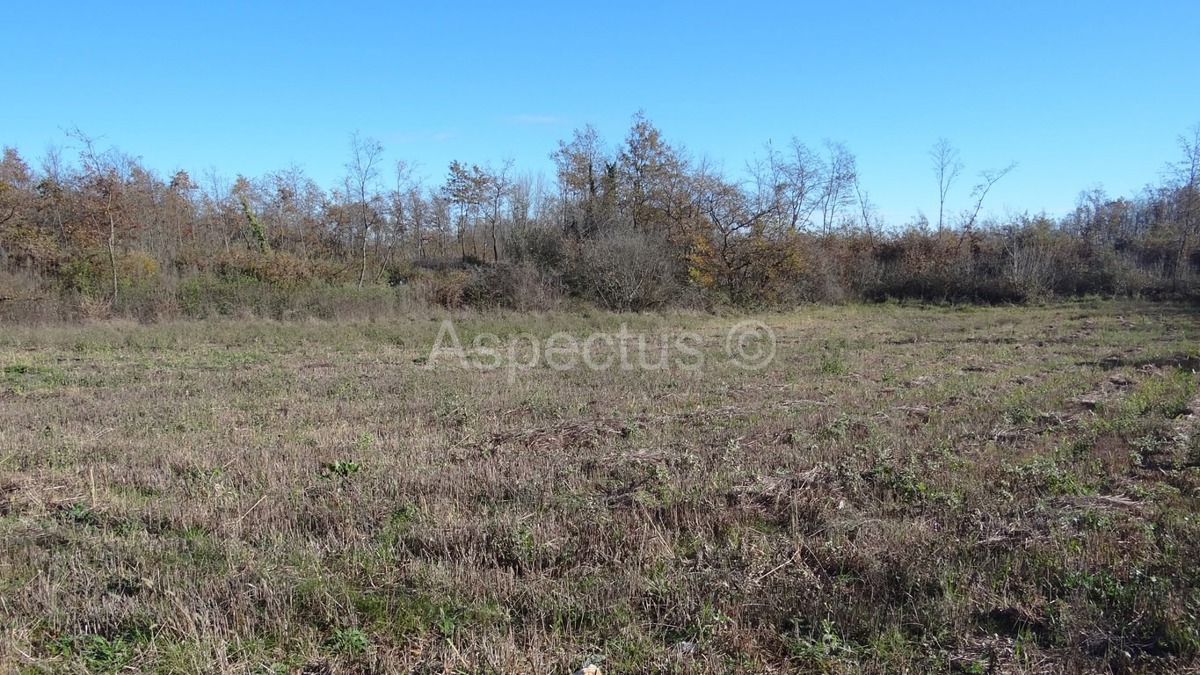 Vodnjan-Divšići poljoprivredno zemljište 50 000m2