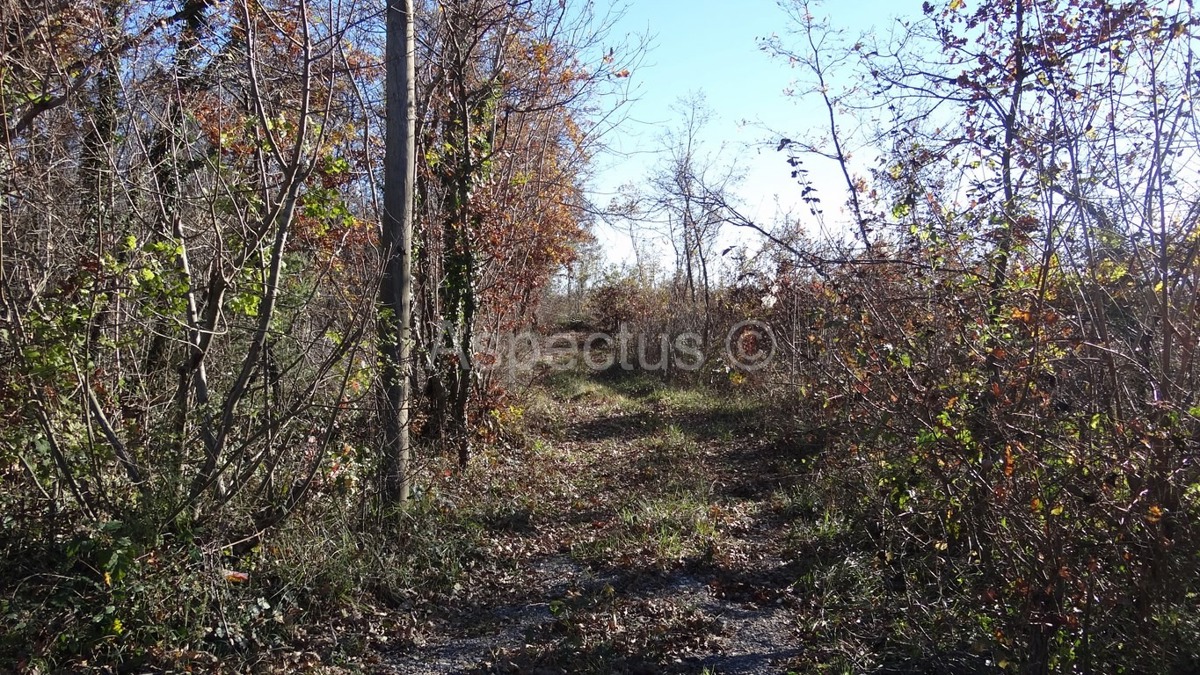 Vodnjan-Divšići poljoprivredno zemljište 50 000m2