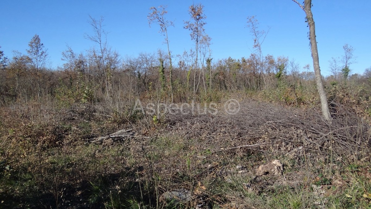 Vodnjan-Divšići poljoprivredno zemljište 50 000m2