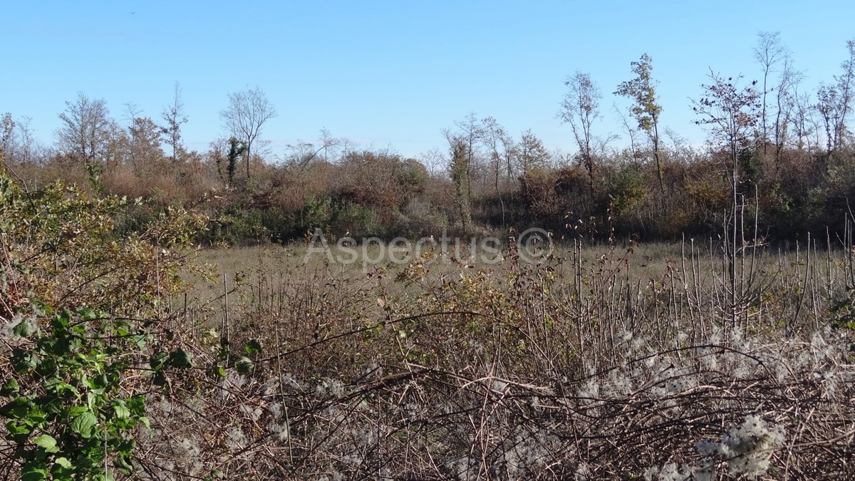 Vodnjan-Divšići poljoprivredno zemljište 50 000m2