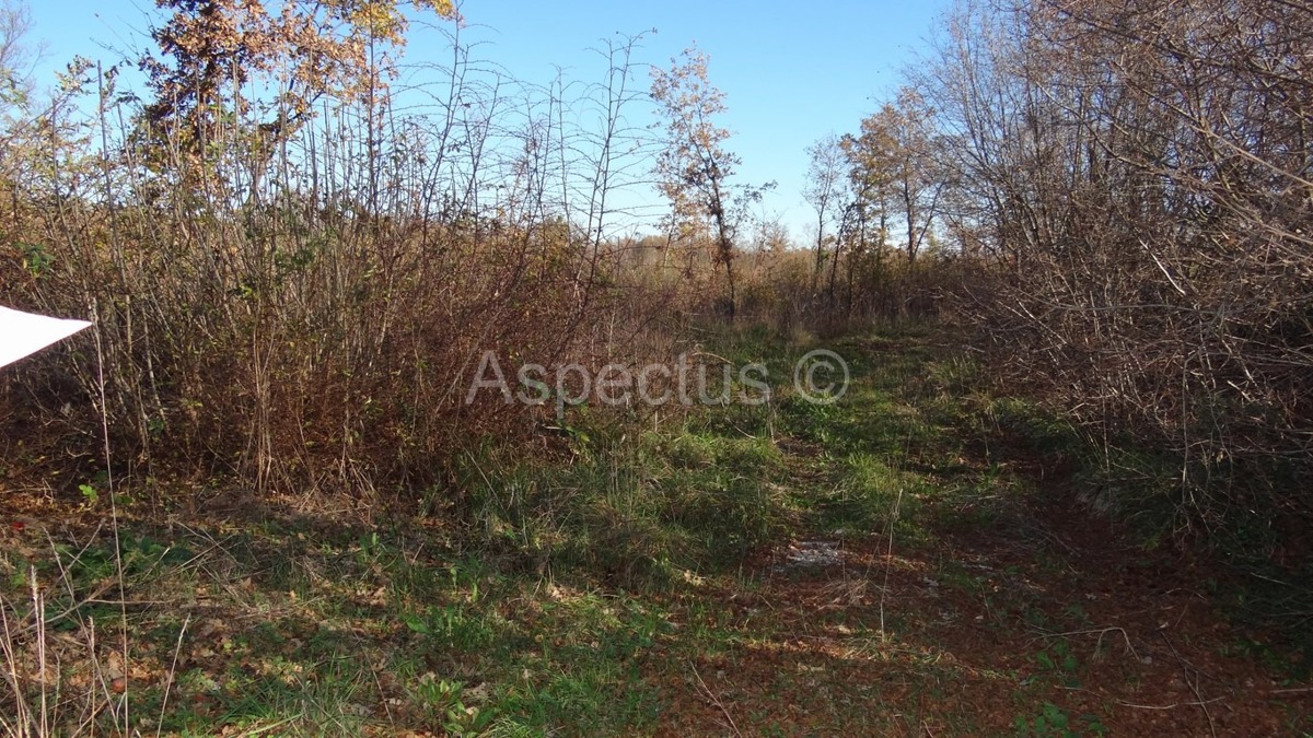 Vodnjan-Divšići poljoprivredno zemljište 50 000m2