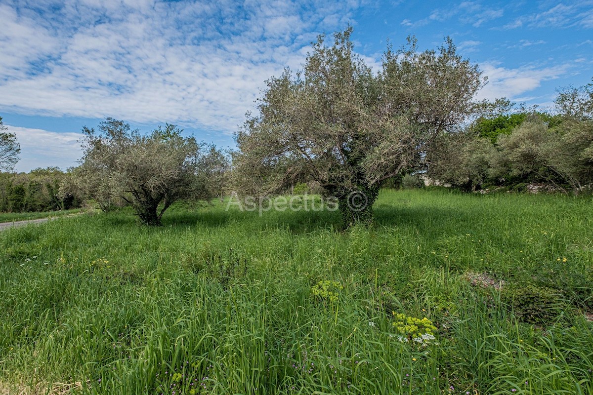 Terreno edificabile per la costruzione di diverse case, Marčana