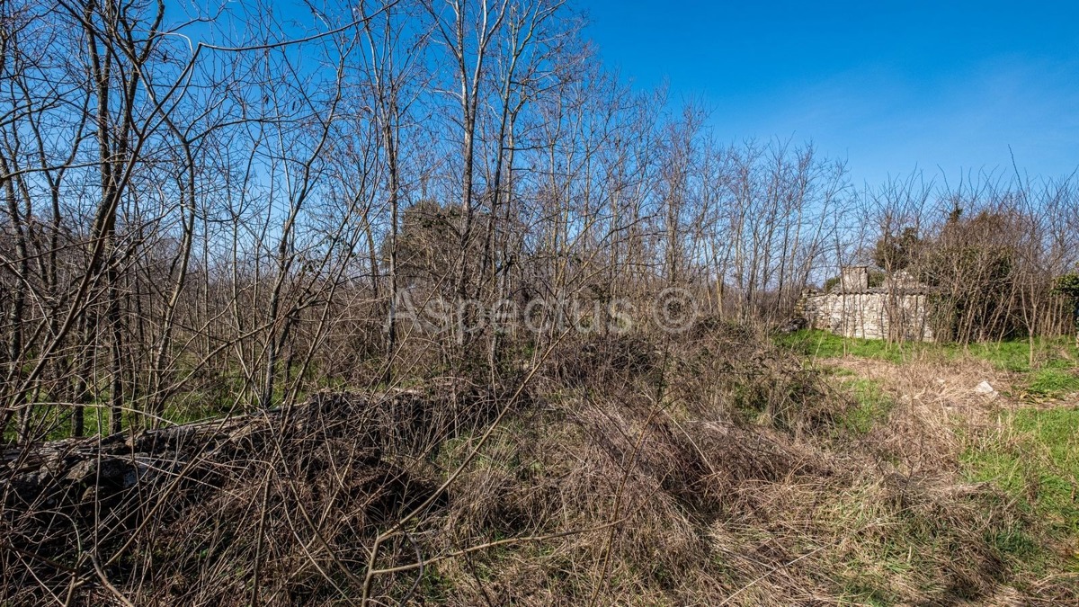 TTerreno edificabile lungo una strada asfaltata + Casa in pietra, zona di Rovigno, Istria