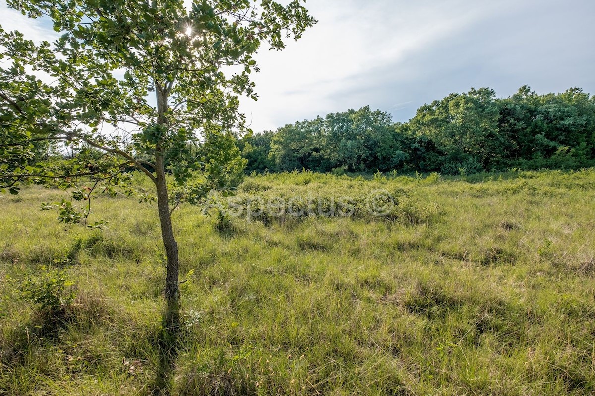 Terreno vicino al confine dell'urbanizzazione, Gradina, Orsera