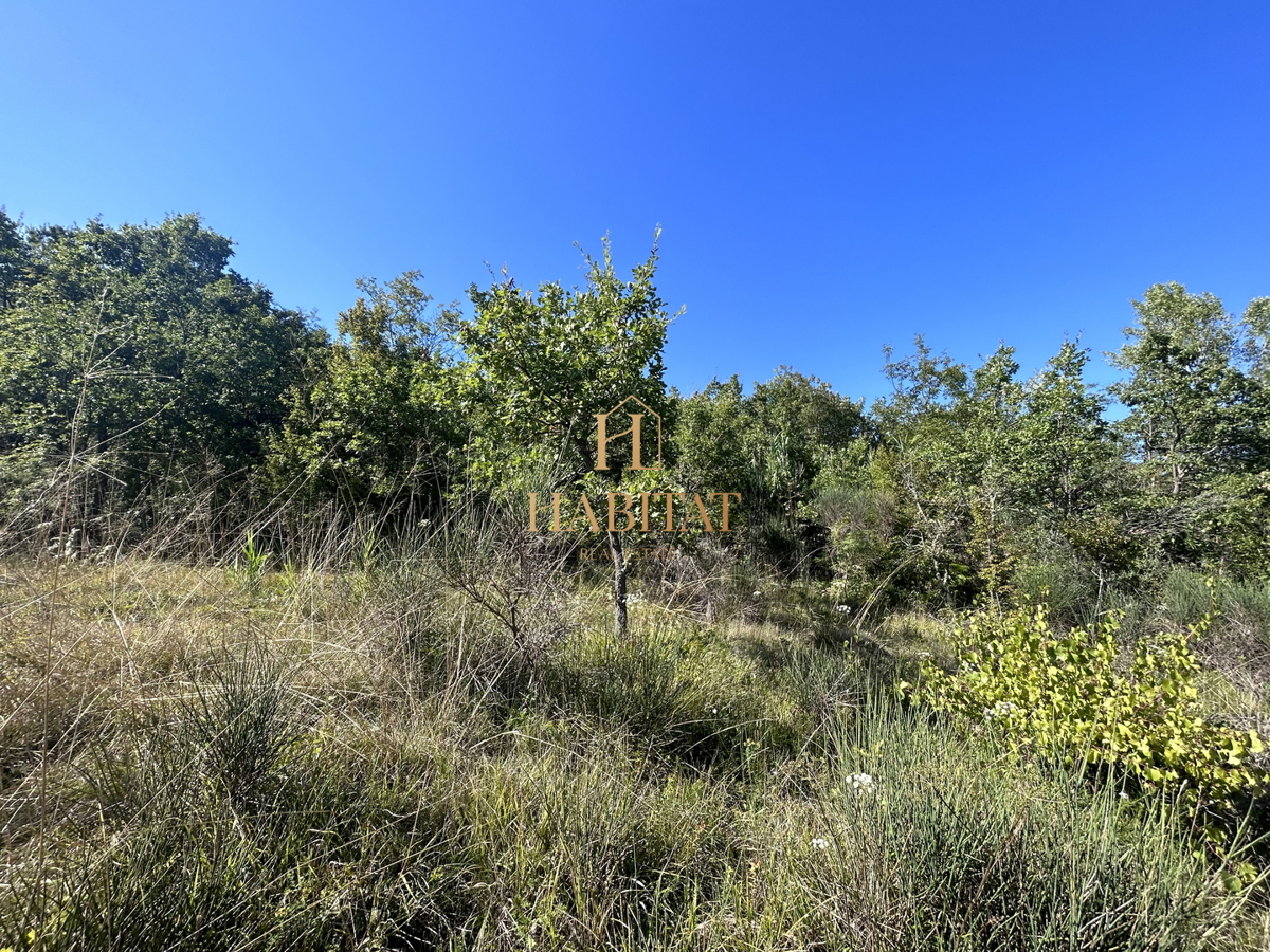 Istria, Krasica, 17.640 mq agricoli, frutteto, vigneto, bosco, rudere di 39 mq
