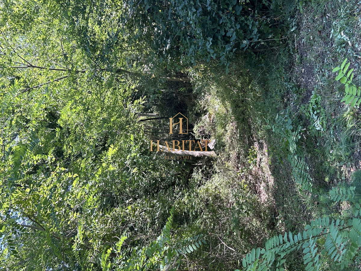 Istria, Krasica, 17.640 mq agricoli, frutteto, vigneto, bosco, rudere di 39 mq