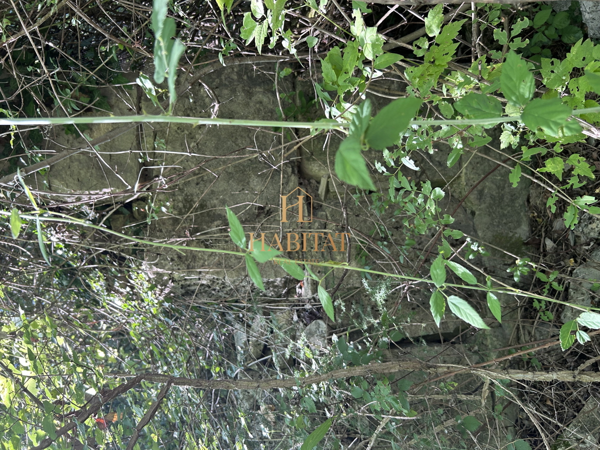 Istria, Krasica, 17.640 mq agricoli, frutteto, vigneto, bosco, rudere di 39 mq
