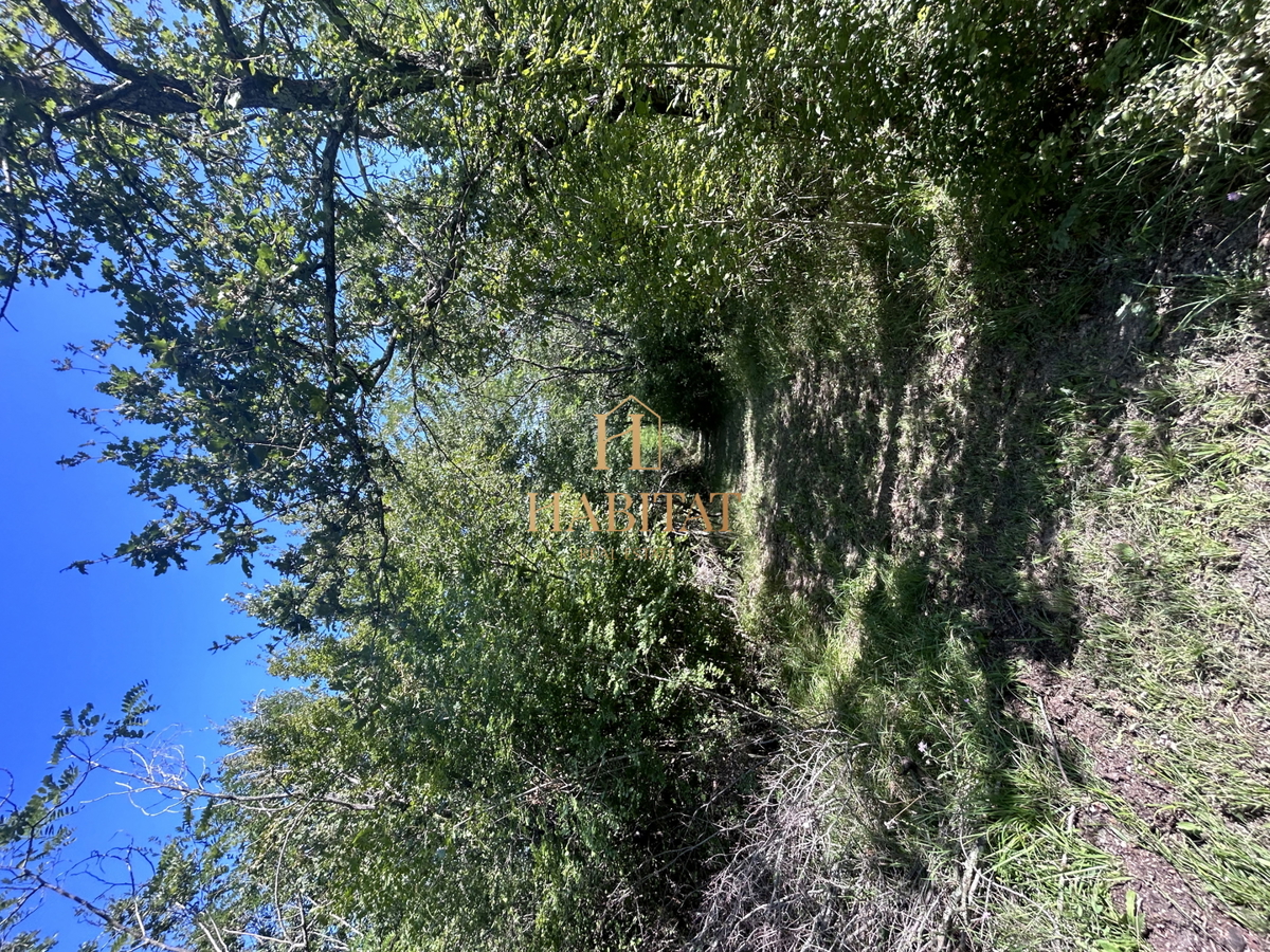 Istria, Krasica, 17.640 mq agricoli, frutteto, vigneto, bosco, rudere di 39 mq