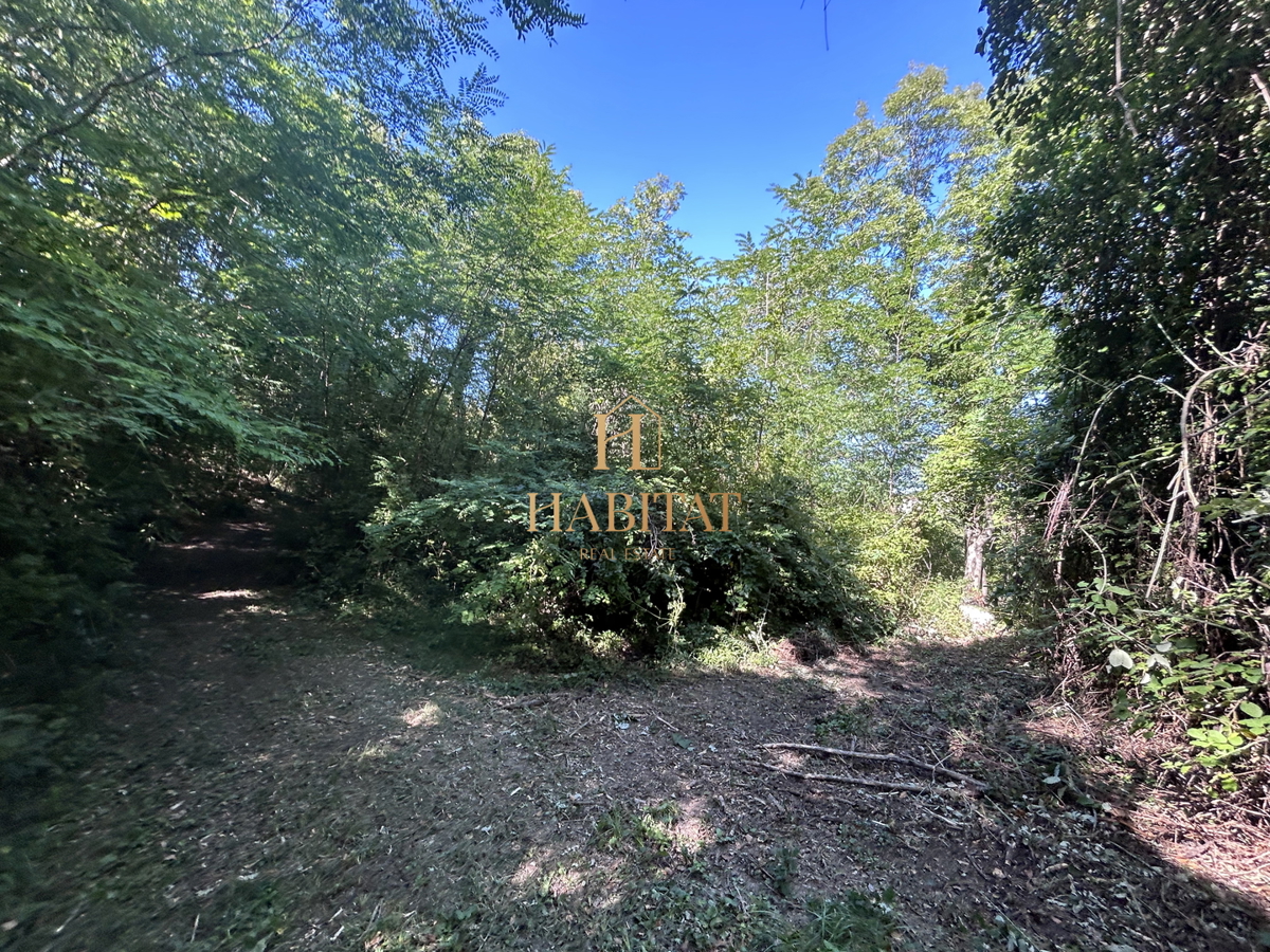 Istria, Krasica, 17.640 mq agricoli, frutteto, vigneto, bosco, rudere di 39 mq