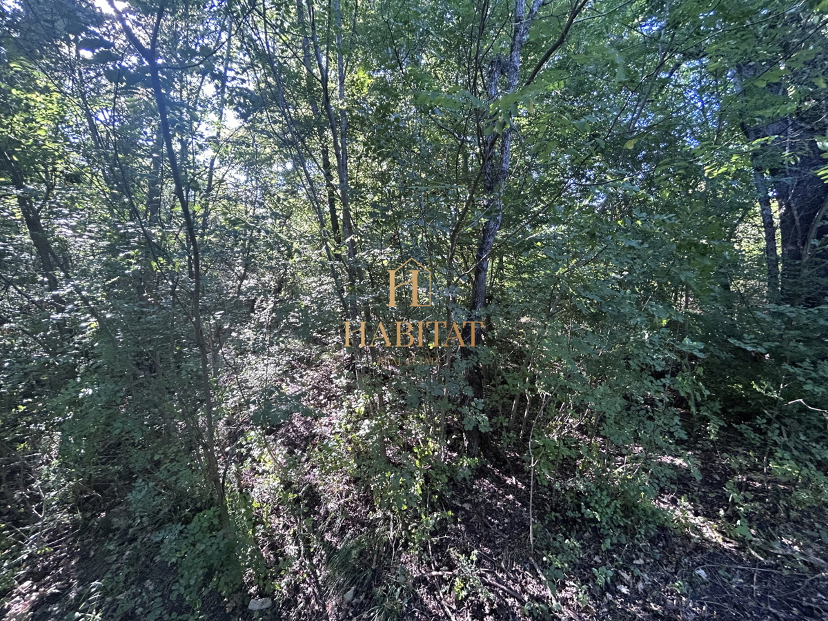 Istria, Krasica, 17.640 mq agricoli, frutteto, vigneto, bosco, rudere di 39 mq