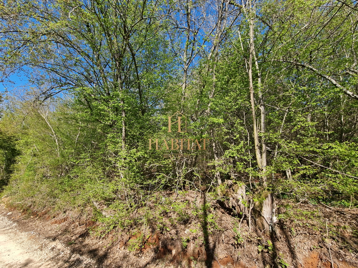 Istria, Umago, Petrovija, bosco 9530m2