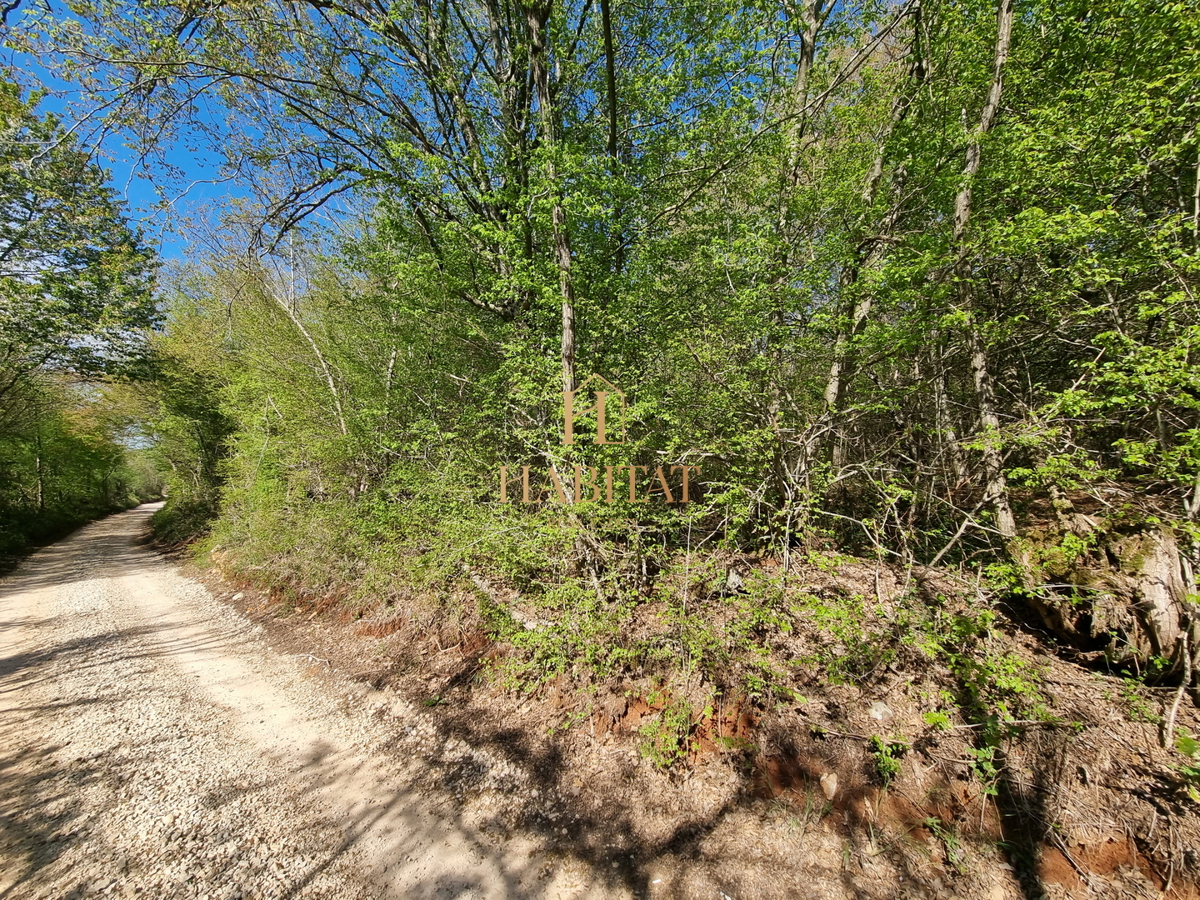 Istria, Umago, Petrovija, bosco 9530m2