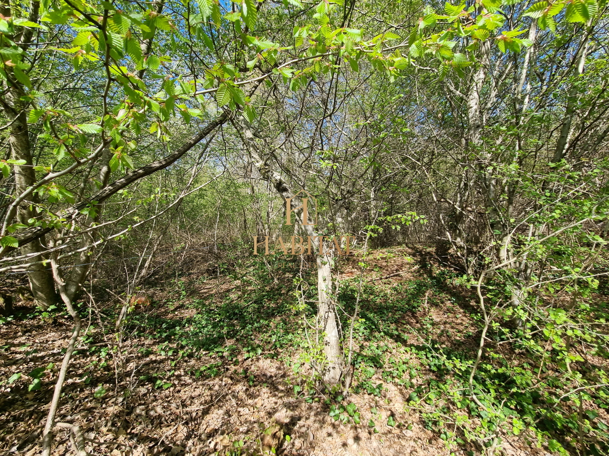 Istria, Umago, Petrovija, bosco 9530m2