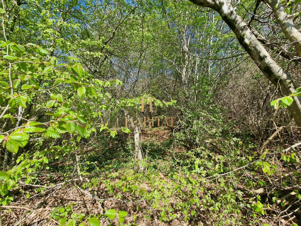 Istria, Umago, Petrovija, bosco 9530m2