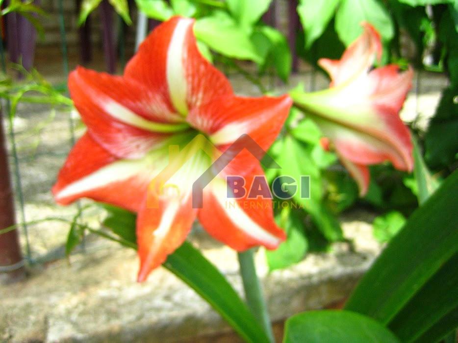 ISTRIA - TRE APPARTAMENTI - GIARDINO 150M2 - TRE POSTI AUTO