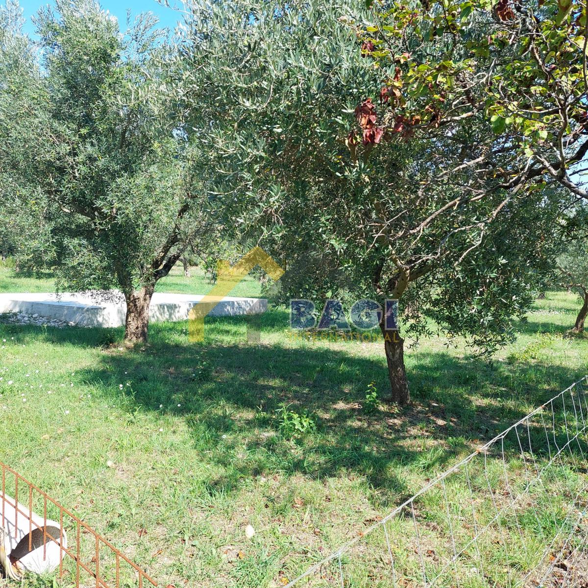 IN VENDITA-ISTRIA-JURŠIĆI-ULIVI 2037m2