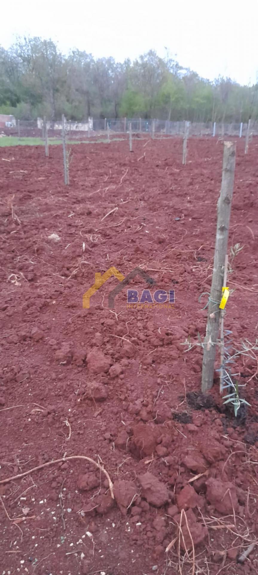 Terreni agricoli Brtonigla, 7.685m2