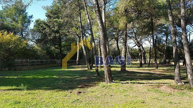 Terreno edificabile Rovinj, 12.058m2