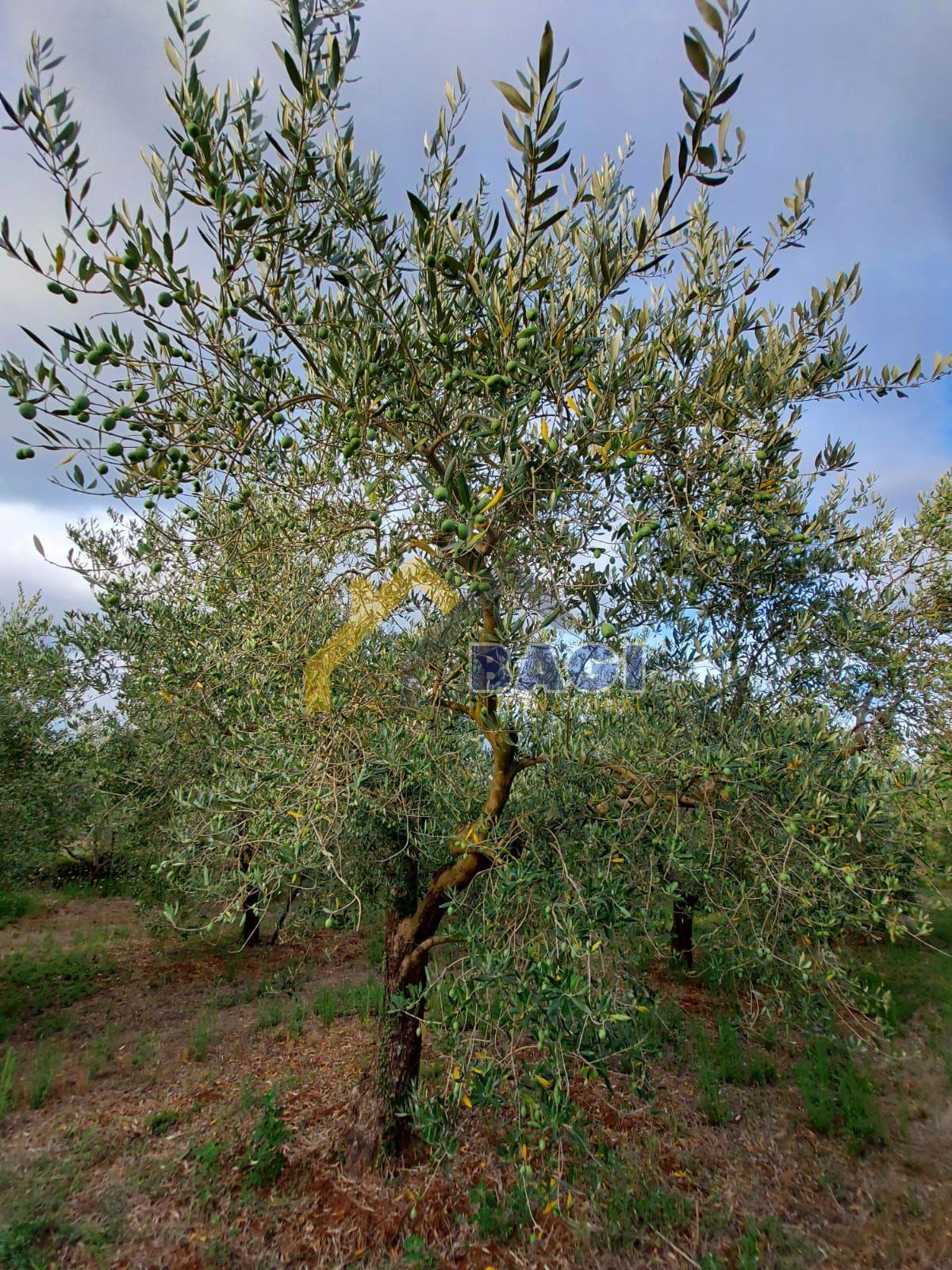Terreni agricoli Medulin, 2.808m2