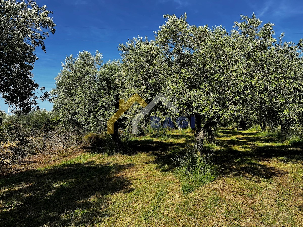 Terreno agricolo a Fasana