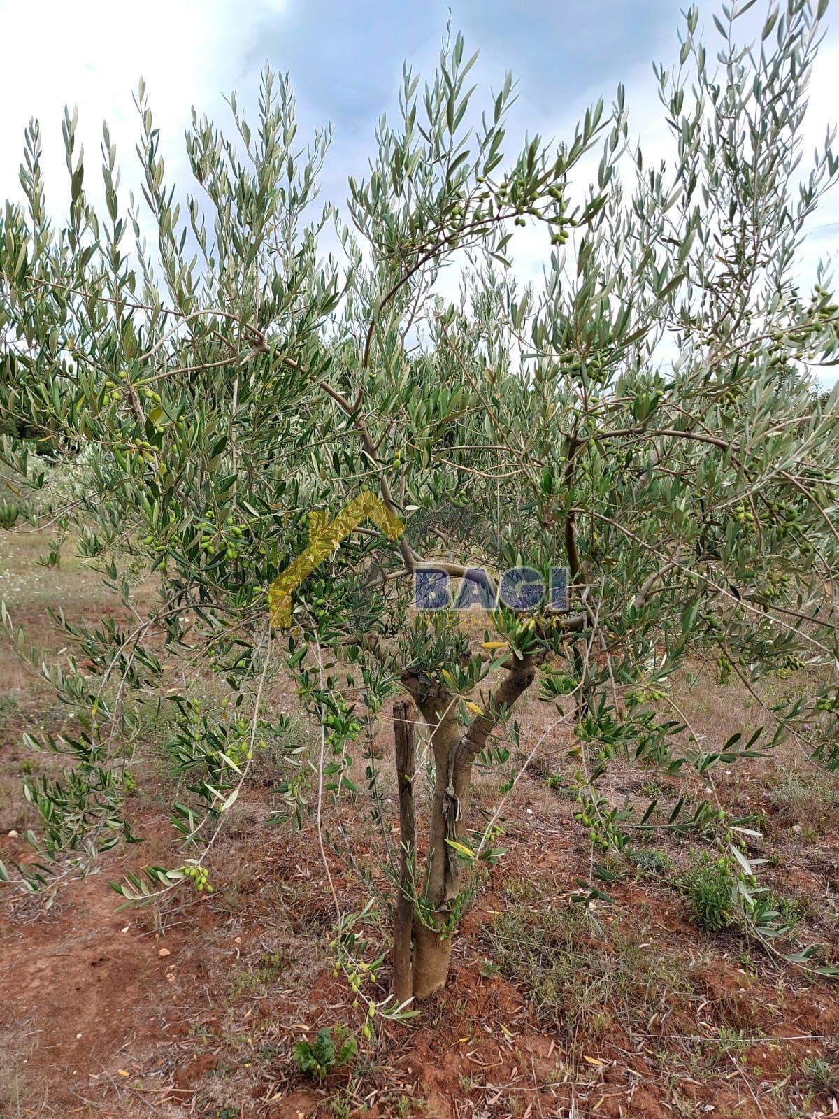 Terreni agricoli Šišan, Ližnjan, 2.937m2