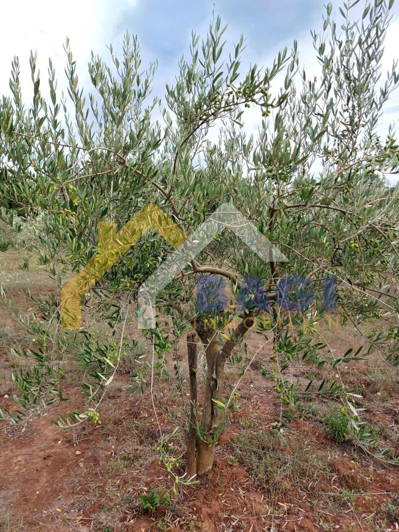 Terreni agricoli Šišan, Ližnjan, 2.937m2