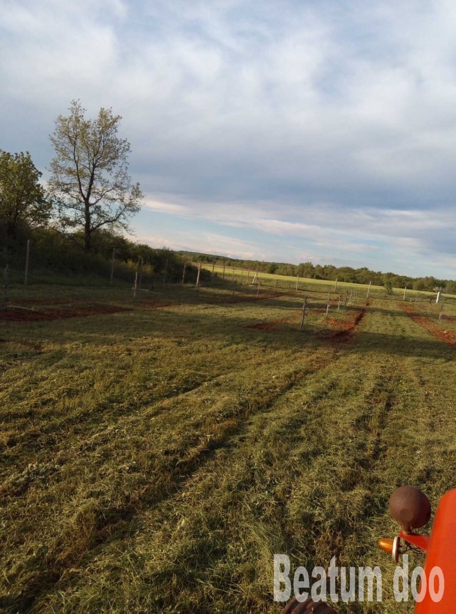 Terreno agricolo con uliveto Kovri - Cittanova