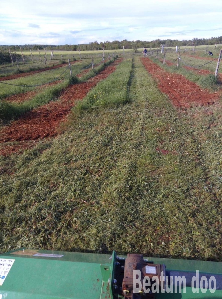 Terreno agricolo con uliveto Kovri - Cittanova