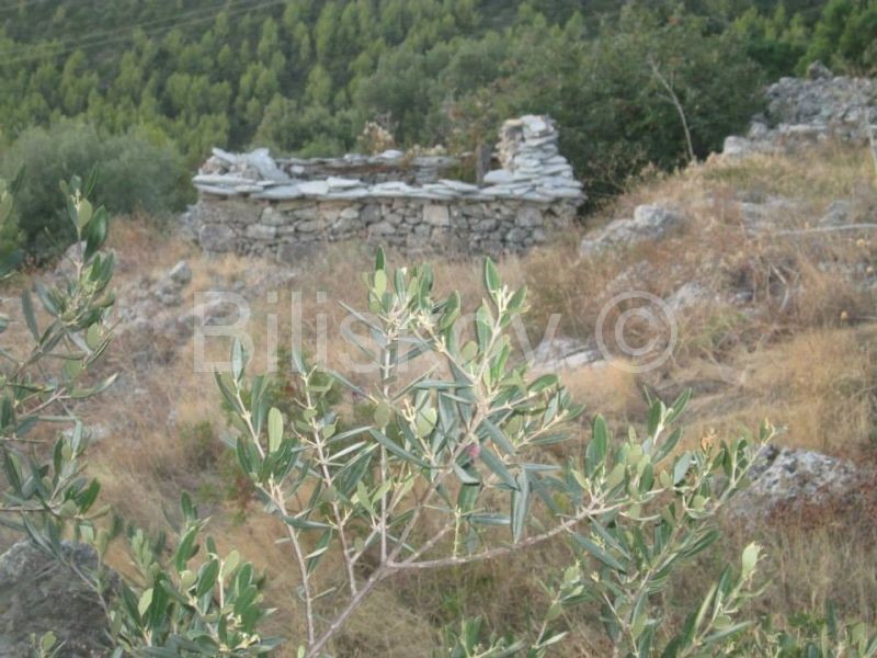 Čara, terreni agricoli