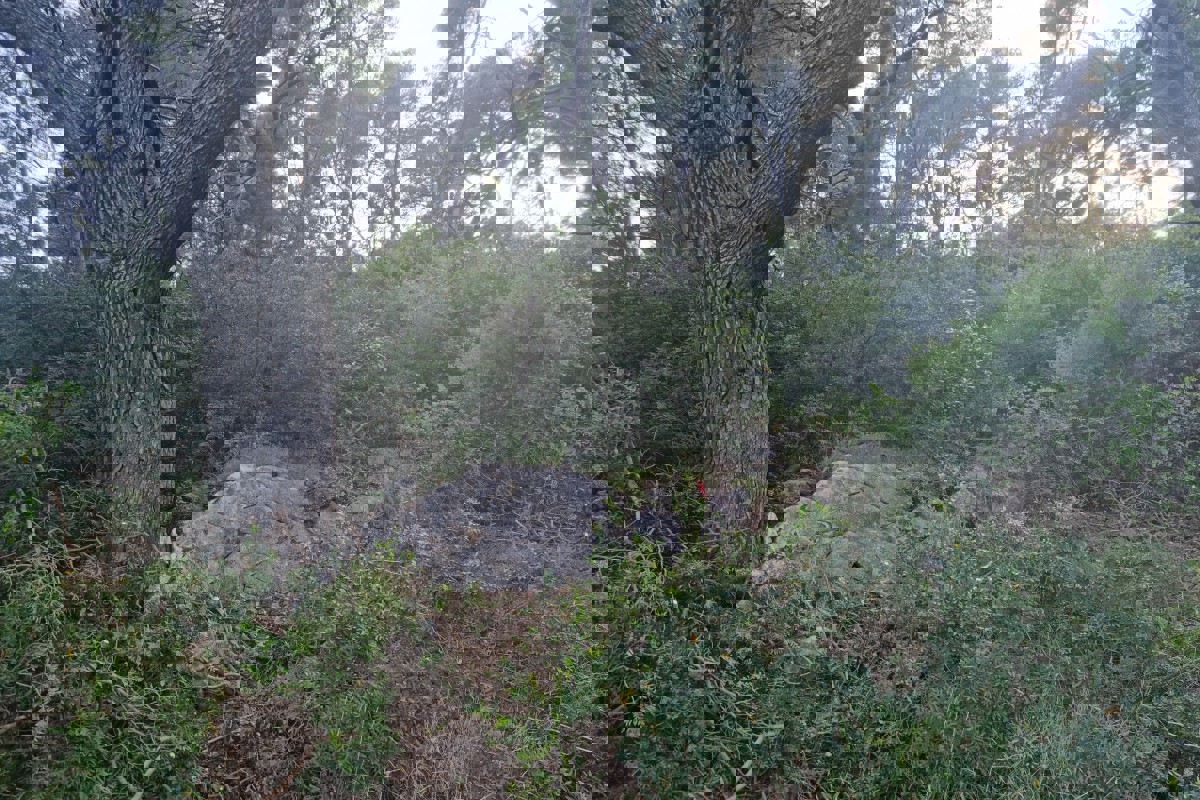 Isola privata, un'oasi di pace nel cuore della natura