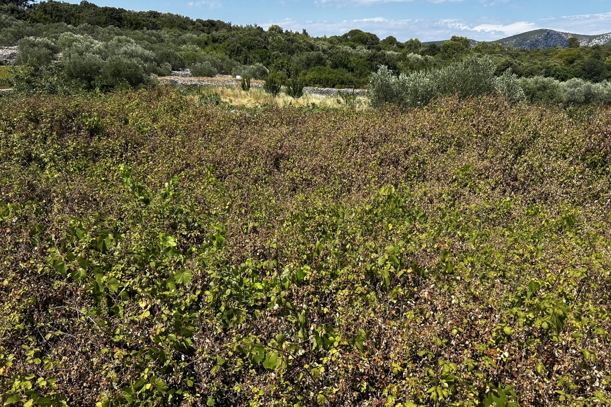 Terreno con vista mare
