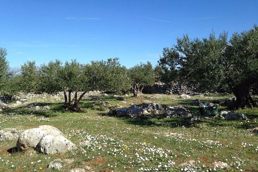 Terreno agricolo, in vendita