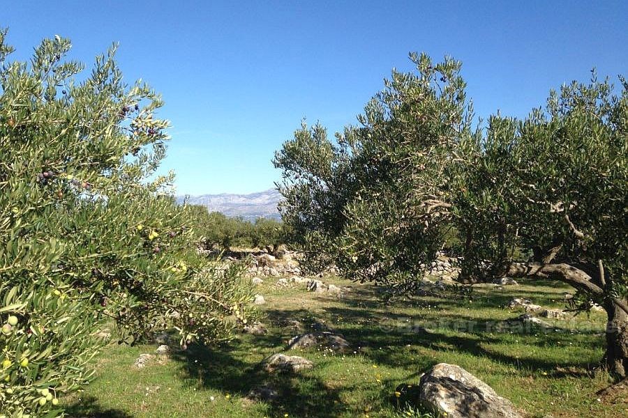 Terreno agricolo, in vendita