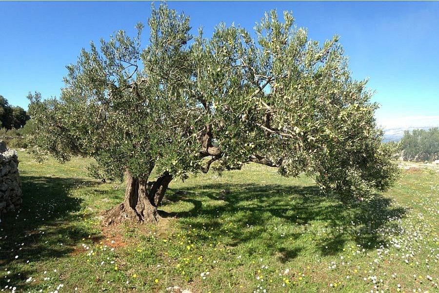 Terreno agricolo, in vendita