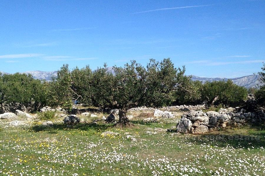 Terreno agricolo, in vendita