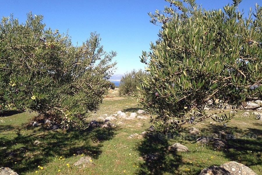 Terreno agricolo, in vendita