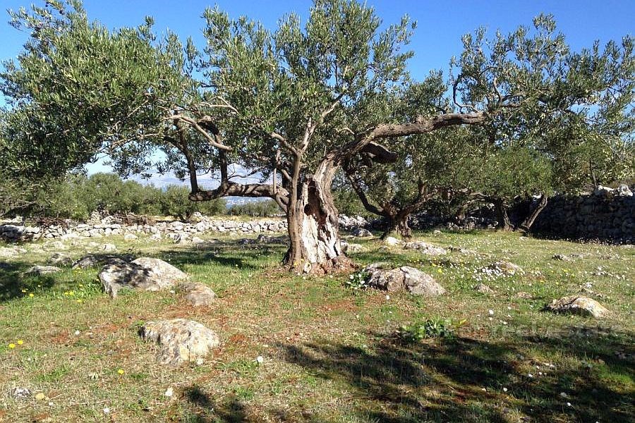 Terreno agricolo, in vendita