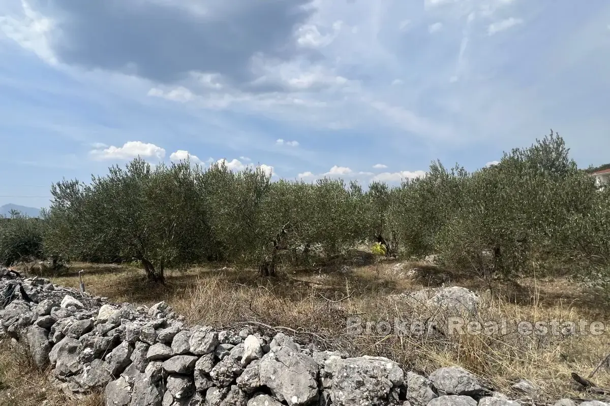 Ampio terreno edificabile in una zona tranquilla della città