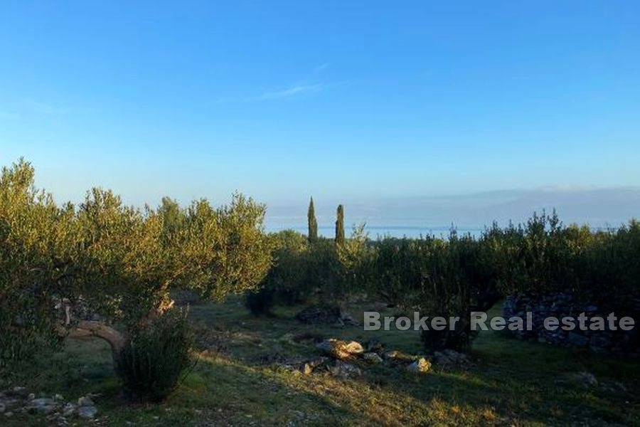 Terreno agricolo con vista mare