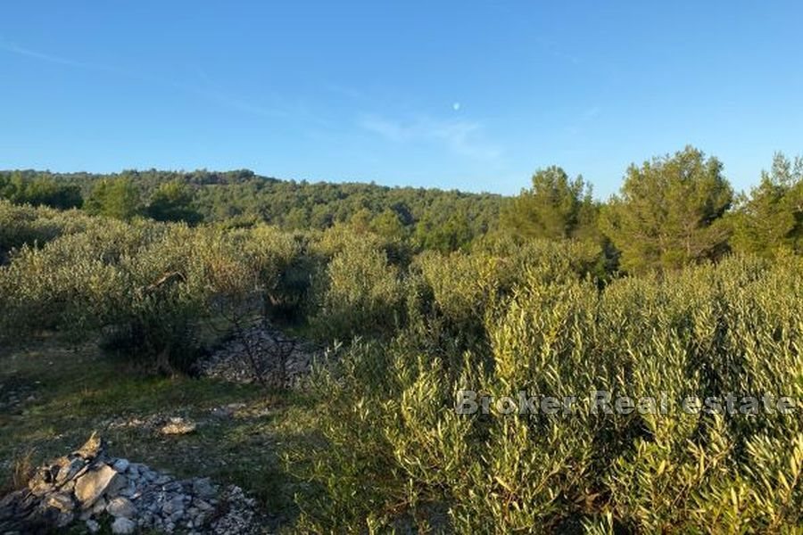 Terreno agricolo con vista mare