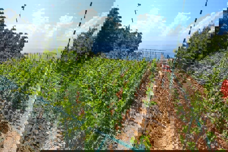 Una vasta tenuta con case per vacanze e turismo